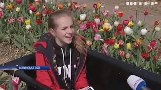 Волинська Голландія українські фермери влаштували фестиваль тюльпанів