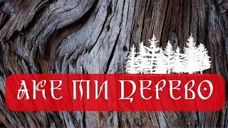 ЯКЕ ТВОЄ ДЕРЕВО СИЛИ? Що варто знати про тотемні дерева