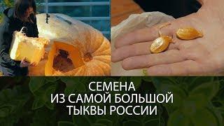 Семена из самой большой тыквы России как это было как их доставали