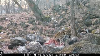 Amur Leopard seen during an extension to our Realm of the Siberian Tiger tour