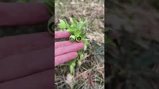 Está planta indica que aquí no vas a encontrar seta de marzo. Hygrophorus marzuolus. eléboro fétido.