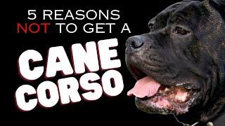 5 Reasons NOT to Get a Cane Corso - Dogs 101