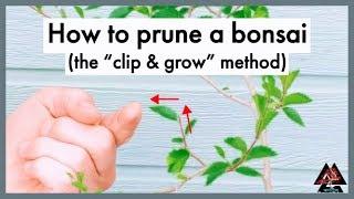How to prune a bonsai tree clip & grow method
