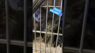 Adorable shelter kittens wanting attention ️