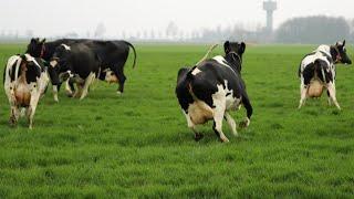 HAPPY COWS DANCING RUNNING SKIPPING OUT AND JUMPING IN THE FIELD VIDEO