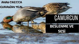 ÇAMURCUN ÖRDEK BESLENME VE SESİ -ANAS CRECCA  -TEAL DUCK