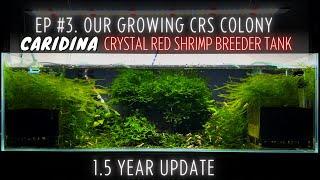 Our Growing CRS Colony - 1.5 Year Update - Crystal Red Shrimp Breeder Tank Ep. 3