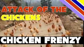 Wild chicken attack