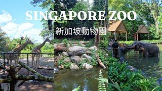 Singapore Zoo - Mandai Wildlife Reserve Singapore Travel Guide 2023 4K 動物園新加坡 旅游景點