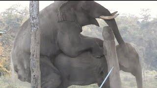 Animals Mating Elephany mating  wildlife videos #elephantmating #animalsmating #janwar