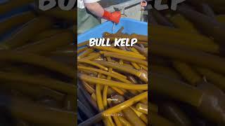 Worlds Largest Grass  Bull Kelp  