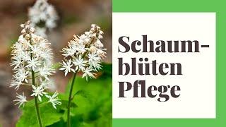 Schaumblüten Pflege - 6 einfache Tipps