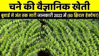 Chane Ki Kheti  डॉलर चने की खेती  chana ki kheti kaise karen  Doller gram farming New Video 2022