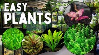 These 12 Aquarium Plants are the Easiest to Grow