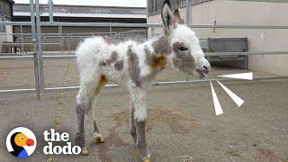 Orphaned Baby Donkey Cried For Days Until He Found A New Mom  The Dodo