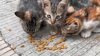 Induk Kucing Liar Datang Bertamu Minta Makan buat Anak-anaknya