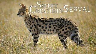  The Elusive Serval Africas Lesser-Known Spotted Cat   Wildlife Conservation