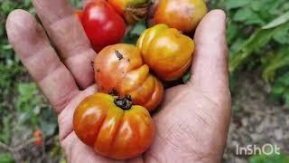 farm hut repairing hurvesting of freshly green vegetables tomato beans