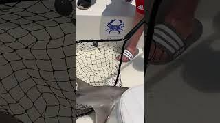  INSHORE BONNETHEAD BONANZA  Aqua Excursions Hilton Head Island SC #shorts