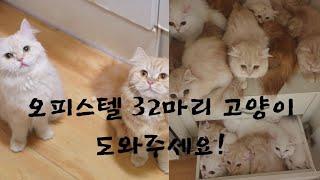 오피스텔 32마리 고양이 도와주세요