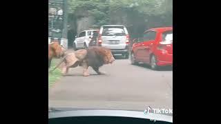 NGERII SINGA BERANTEM TABRAK MOBIL PENGUNJUNG TAMAN SAFARI