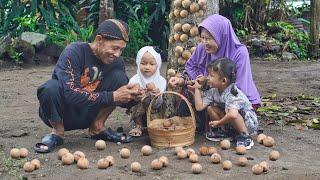 Panen Buah Langka Kepel bersama Cucu  Masak Sop Kembang Waru Tempe Garit Sambal Terong Roti Jala