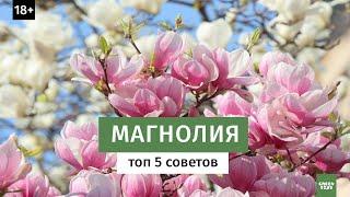 МАГНОЛИЯ. Уход за магнолией - топ 5 советов.