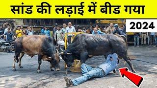 2 दो सांड़ की लड़ाई funny bull