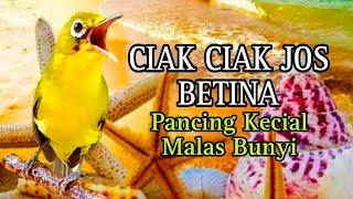 CIAK CIAK JOSS BETINA PANCINGAN KECIAL MALAS BUNYI JADI JOS GACOR