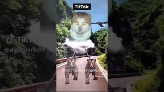 The secret to TikTok #shortscreator