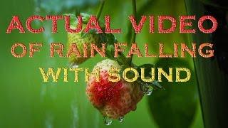 RAIN SOUNDS 8 HOURS OF REAL RAIN VIDEO & AUDIO