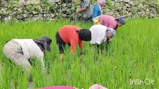 removing weeds in paddy field