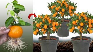 New idea  Growing Oranges With Aloe Vera and Eggs​  How to Grafting Oranges