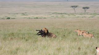 Buffalo herd tries to save their calf but male lion grabs it for himself