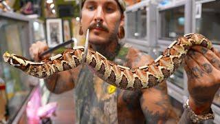 HYBRID VIPERS get NEW HOMES 