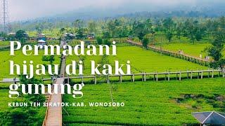 INDAH DAN SEJUK DI KEBUN TEH TAMBI SIKATOK