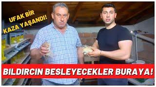 Bıldırcın Nasıl Bakılır - Bıldırcın Beslemenin Püf Noktası - Bıldırcın Yetiştiriciliği - quail