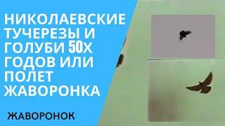 Николаевские тучерезы и голуби 50х годов или полет жаворонка