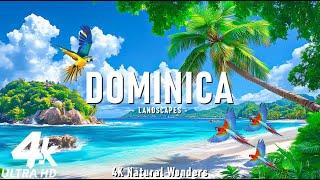 Dominica 4K - Exploring the Untamed Rainforests and Pristine Waterfalls of the Nature Island