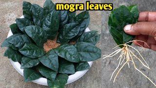 how to grow mogra from leaves  mogra leaves propagation  jasmine  @gardening4u11
