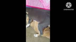 cute puppy fighting video #100k #viral like share