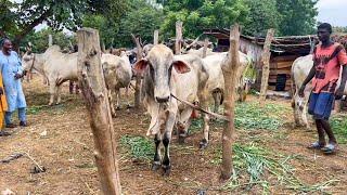 Fulani cheap Ram goat and cow martek in Yoruba land -  Alamutu market in Abeokuta