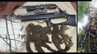 hunting squirrel px120pcp airgun