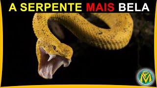 A Serpente Exótica MAIS BONITA - Uma Víbora Letal COBRA DE PESTANAS Bothriechis schlegelii