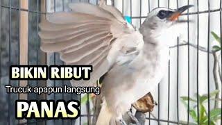 trucukan gacor TARUNG EMOSI BUAT pancingan trucukan agar bunyi JADIKAN burung trucukan gacor ropel