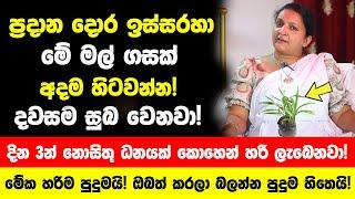 ප්‍රදාන දොර ඉස්සරහා මේ මල් ගසක් හිටවන්න  දවසම සුබ වෙනවා දින 3න් නොසිතූ ධනයක් කොහෙන් හරි ලැබෙනවා