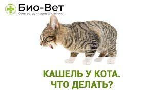 Кашель у Кота Причины и Лечение  Кот Кашляет Что Делать  Сеть Ветклиник БИО-ВЕТ