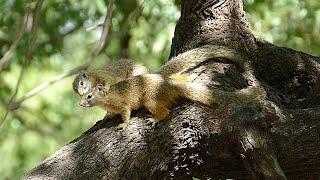 Two Squirrels Grooming at Afsaal Picnic Site Kruger Park