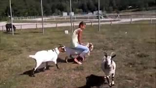 Girl rides on two goats