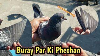 Thpay Kabootar Ki Nishani  Hashim Mahmood Pigeons